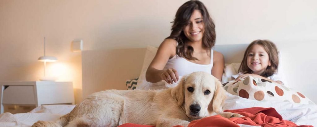 presidio bed bugs Bedbugs Presidio Pest Management