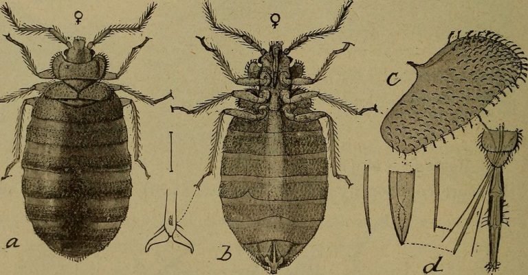 bedbugs4 Presidio Pest Management