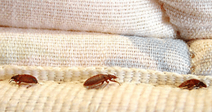 boric acid bedbugs Bedbugs Presidio Pest Management