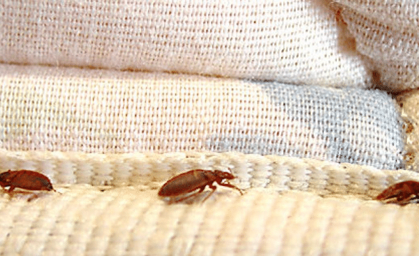 boric acid bedbugs Bedbugs Presidio Pest Management