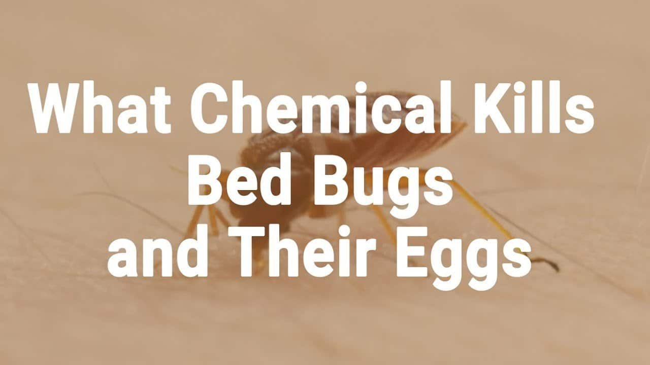 chemicals to kill Bedbugs Presidio Pest Management