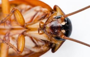 Cockroaches Presidio Pest Management