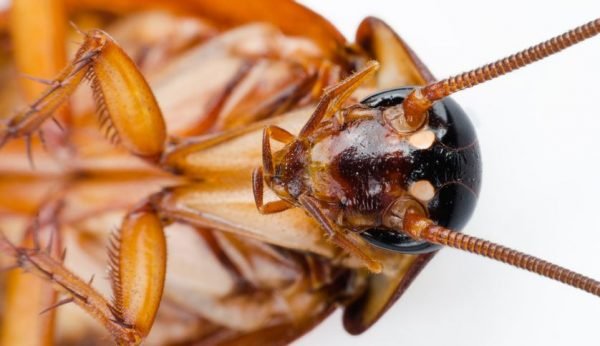 Cockroaches Presidio Pest Management