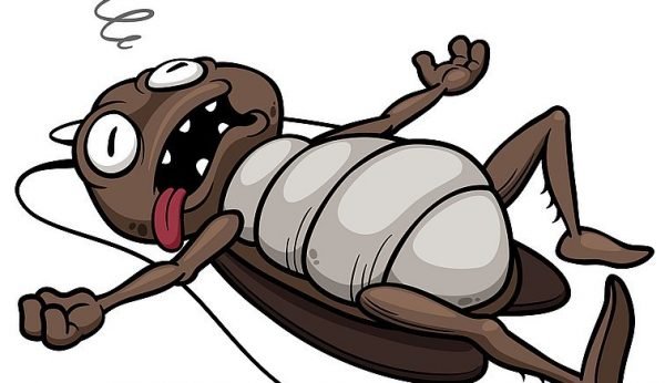 Bedbugs Presidio Pest Management