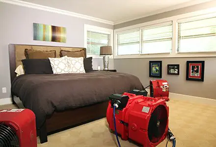 Presidio Pest Management heat