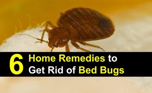 six home remedies Bedbugs Presidio Pest Management