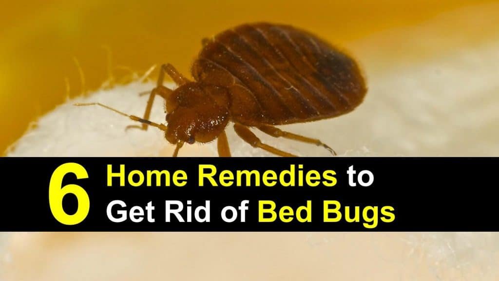 six home remedies Bedbugs Presidio Pest Management