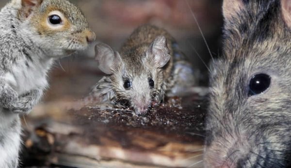 Identifying Your Rodent Problem