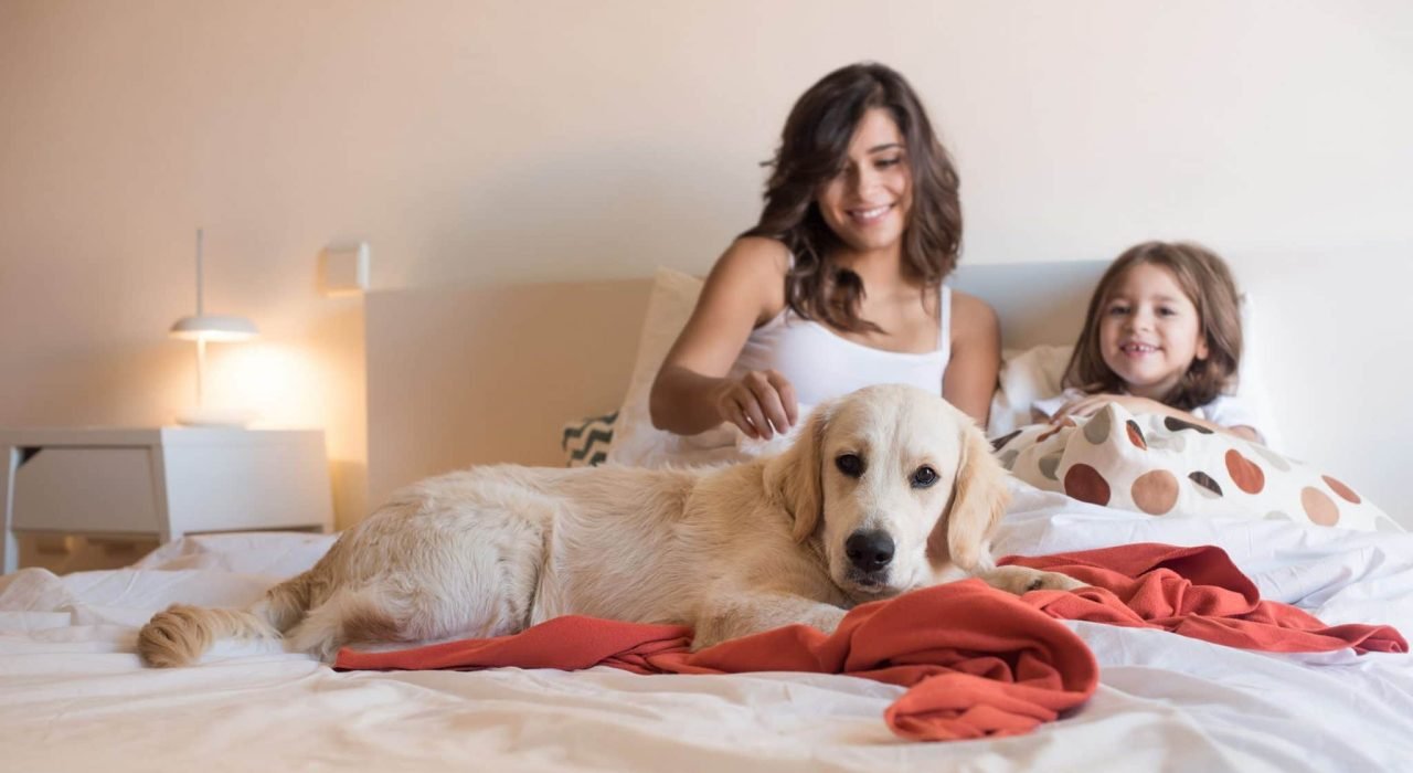 bed bugs family Bedbugs Presidio Pest Management