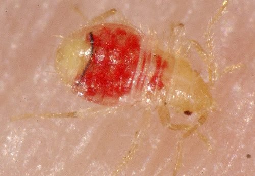bed bug nymph - stages