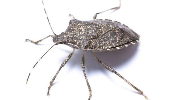 Stink Bugs Presidio Pest Management