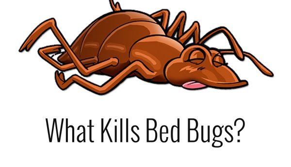 bleach kills bedbugs Bedbugs Presidio Pest Management