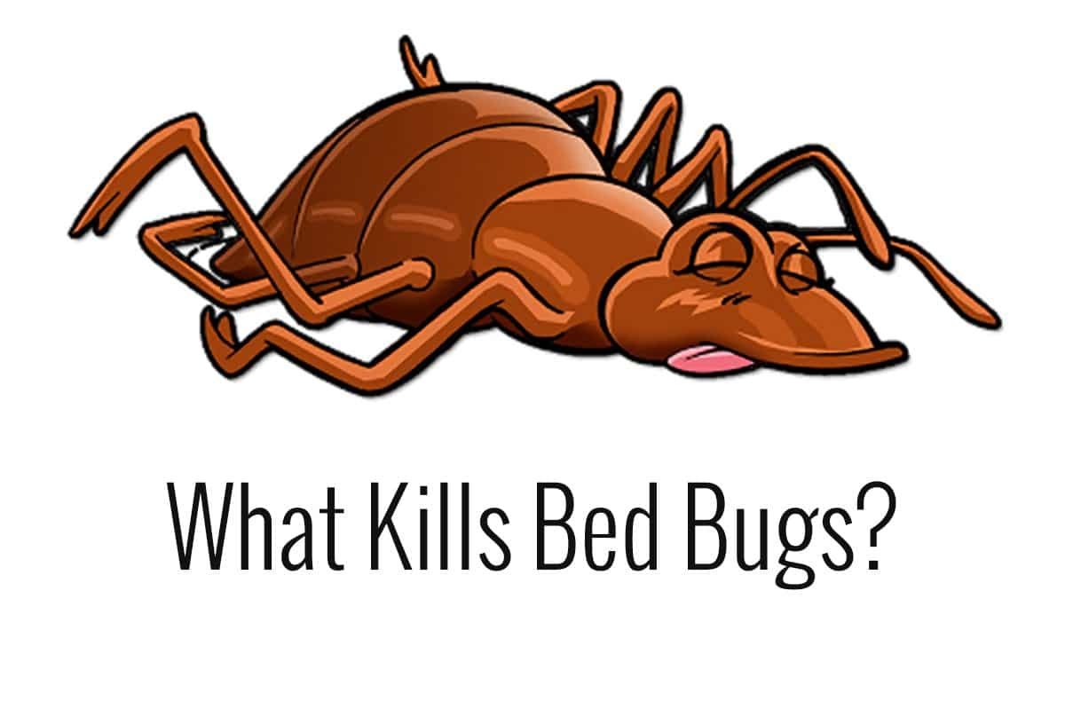 bleach kills bedbugs Bedbugs Presidio Pest Management