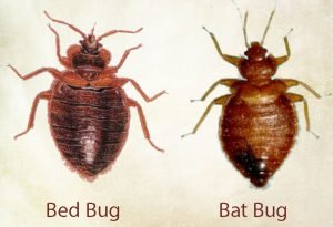 bat_bed-bug Presidio Pest Management