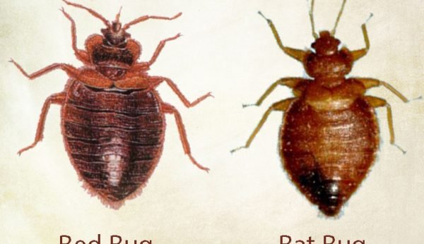 bat_bed-bug Presidio Pest Management