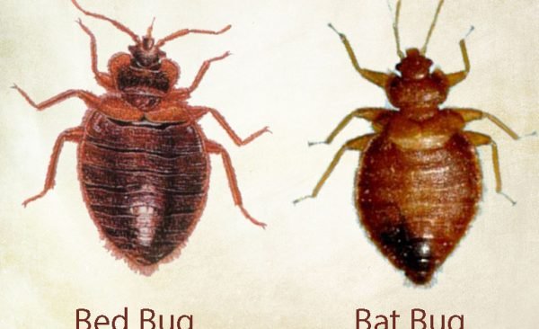 bat_bed-bug Presidio Pest Management