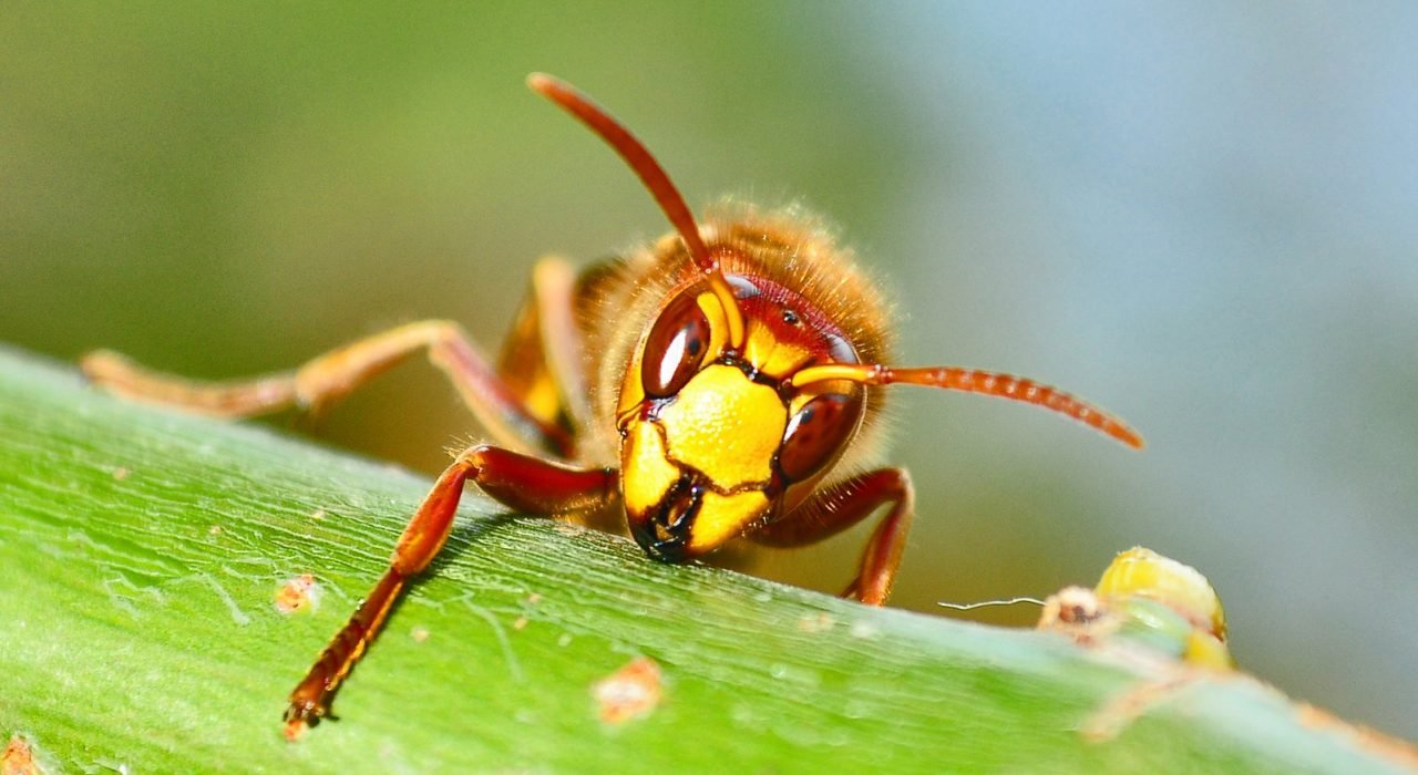 Presidio Pest Management wasps and hornets