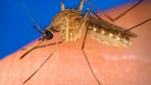 mosquito misconceptions Presidio Pest Management