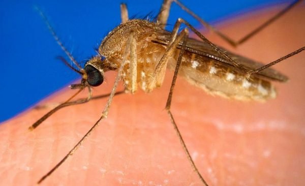 mosquito misconceptions Presidio Pest Management