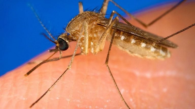 mosquito misconceptions Presidio Pest Management
