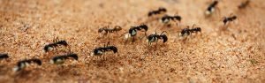 Presidio Pest Management ants