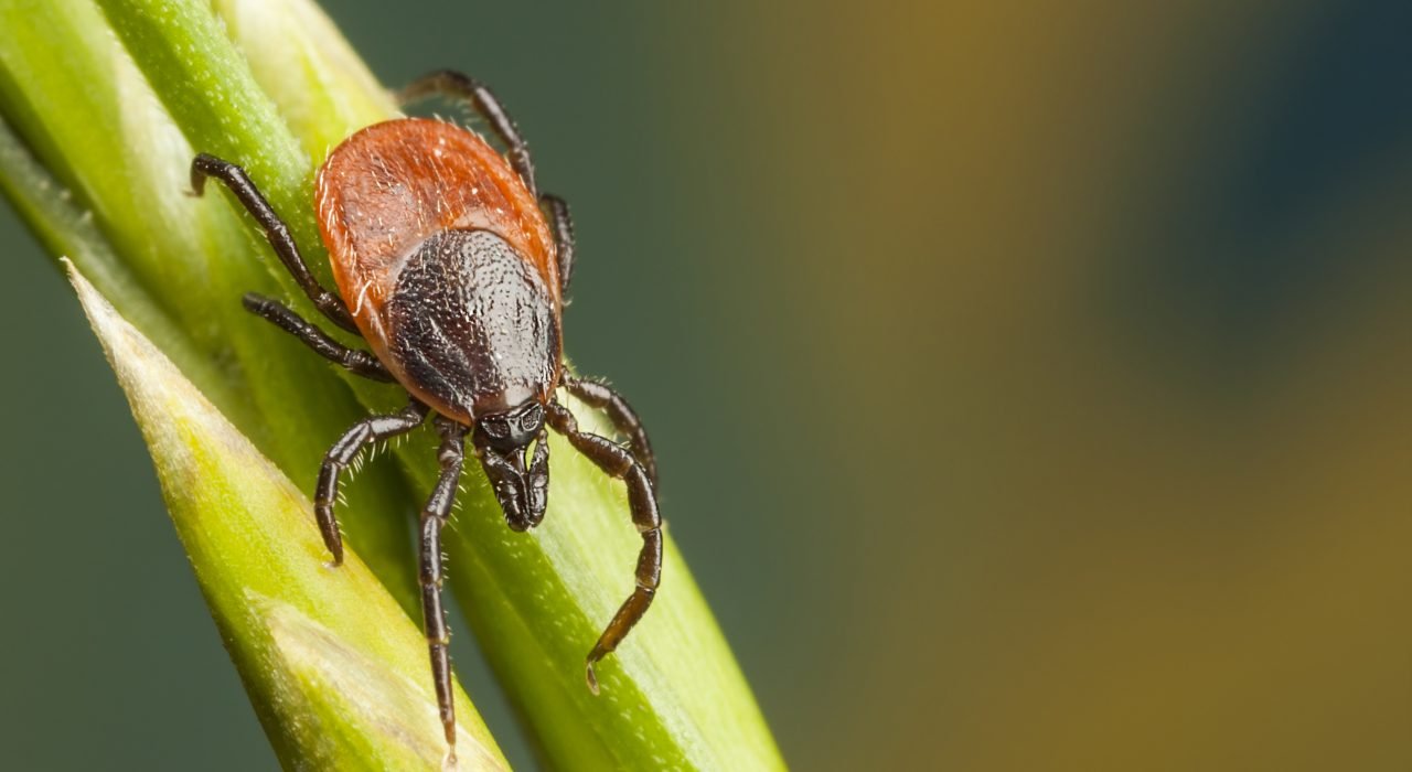 Presidio Pest Management ticks