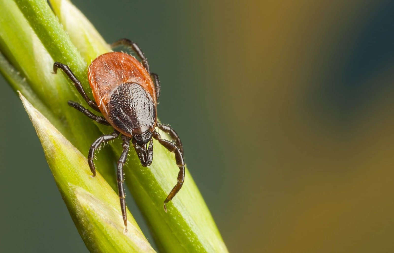 Presidio Pest Management ticks