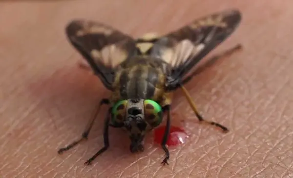 Presidio Pest Management deer flies