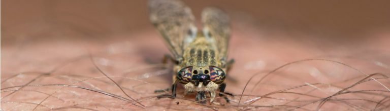 Presidio Pest Management