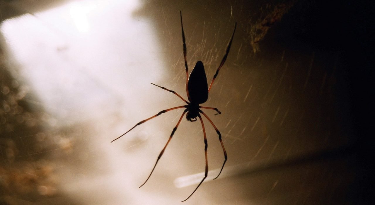 spiders in your home Presidio Pest Management