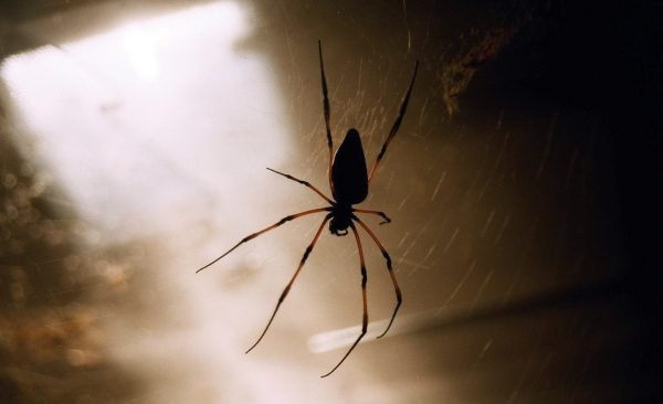 spiders in your home Presidio Pest Management