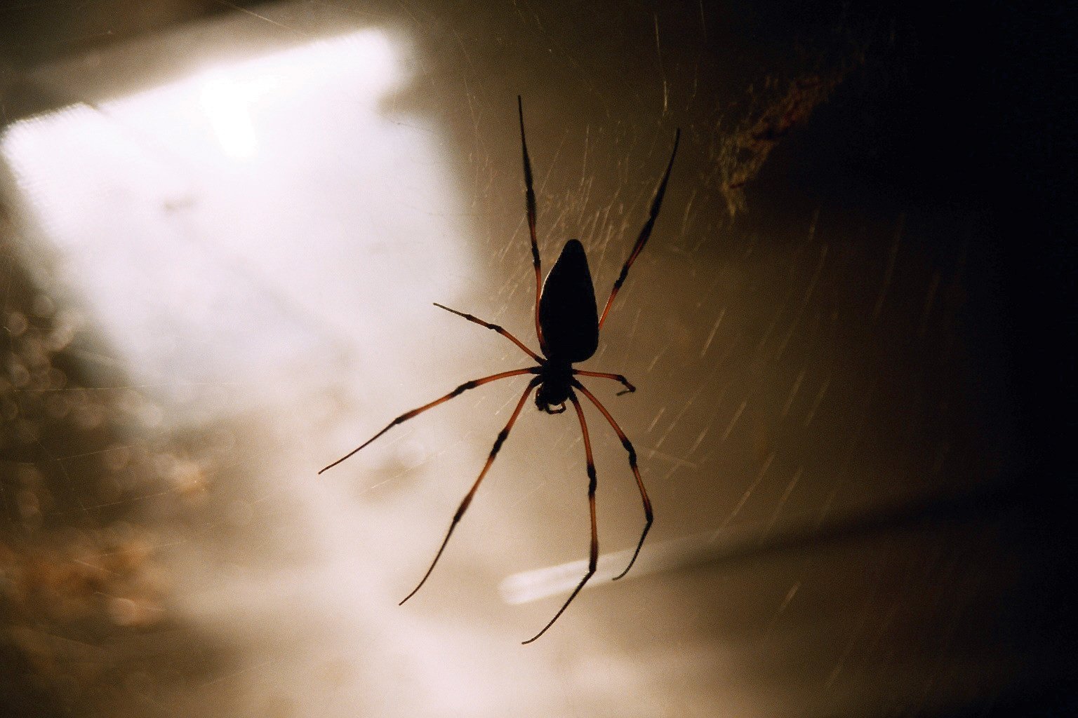 spiders in your home Presidio Pest Management