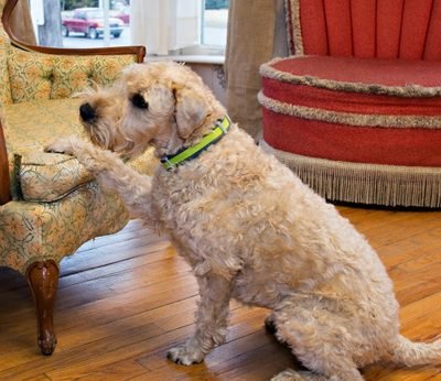 Presidio Pest Management Murphy