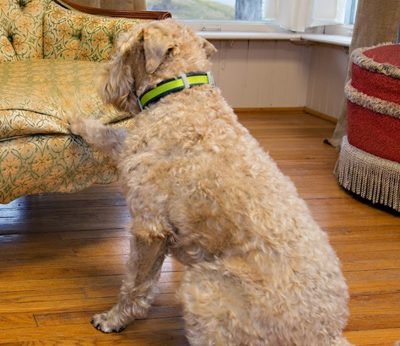 Presidio Pest Management