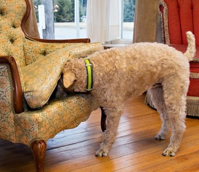 Presidio Pest Management