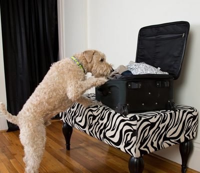 Presidio Pest Management