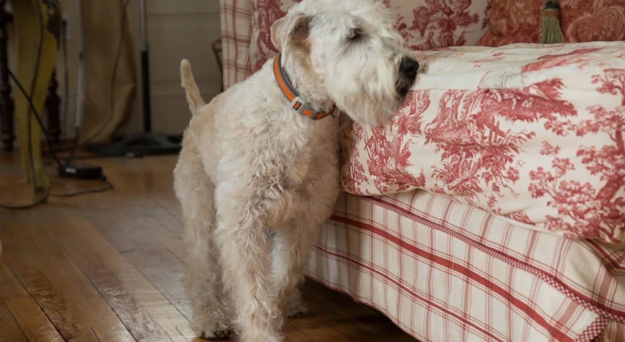 norman bed bug dog Presidio Pest Management