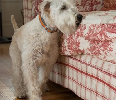 Bed Bug Detection Presidio Pest Management