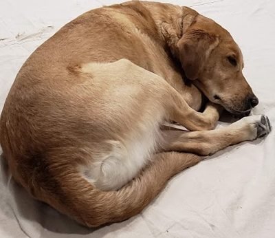 Presidio Pest Management