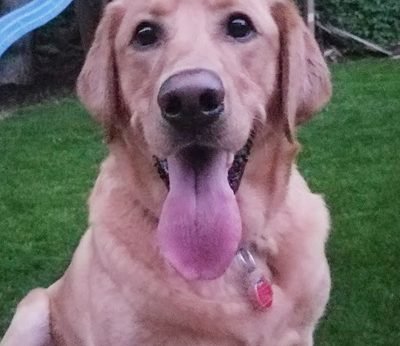 Presidio Pest Management Rebel