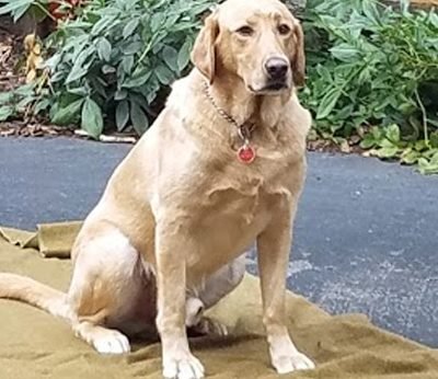 Presidio Pest Management