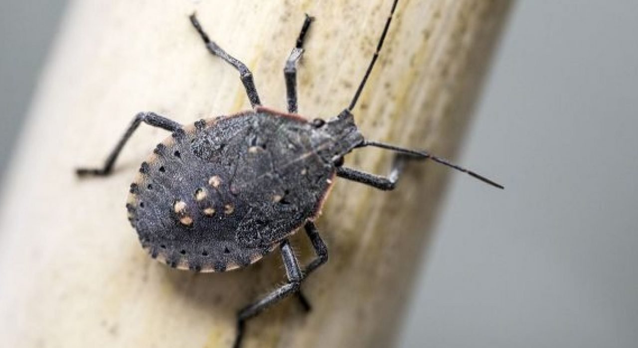 stinky stinkers Presidio Pest Management