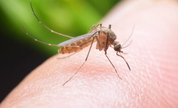 mosquitos bite Presidio Pest Management