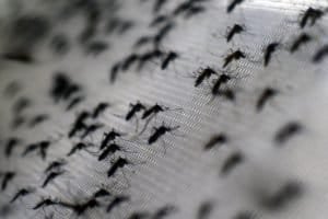 mosquitoes infected with the virus Presidio Pest Management