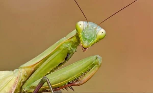 Presidio Pest Management - praying mantis
