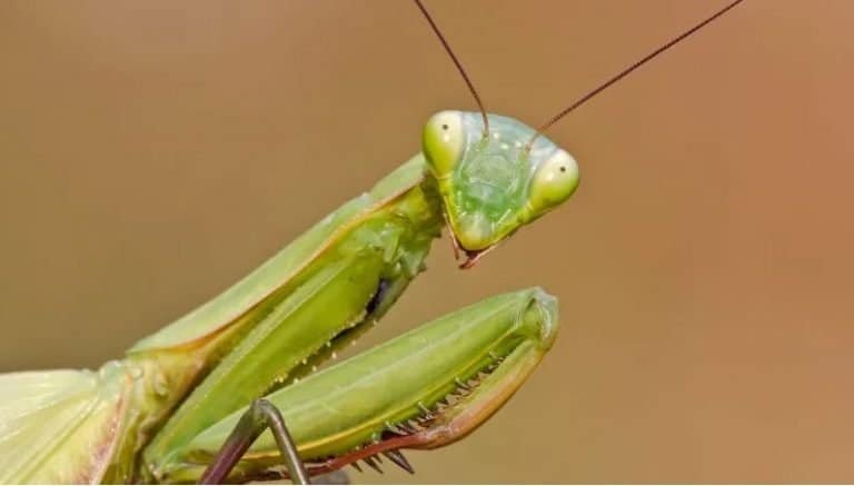 Presidio Pest Management - praying mantis