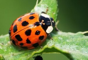 asian-lady-beetle Presidio Pest Management