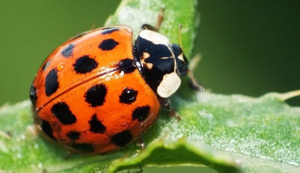 asian-lady-beetle Presidio Pest Management