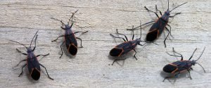 boxelder-bug Presidio Pest Management