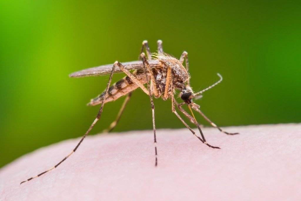 mosquito virus Presidio Pest Management